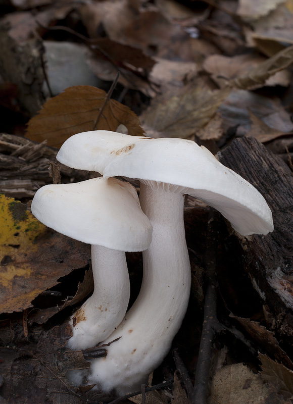 Tricholoma stiparophyllum